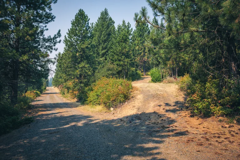 Private road and driveway access to wooded acreage on Sunny Slopes Ridge in Worley, Idaho