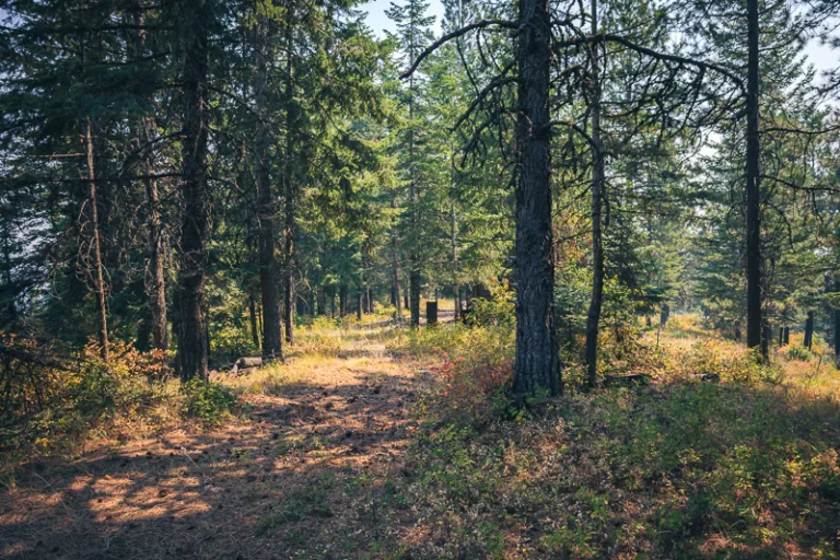 Mature evergreen forest on 10 wooded acres for sale in Worley, Idaho