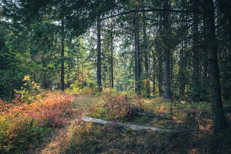 Mature timber and natural understory on wooded North Idaho acreage near Worley