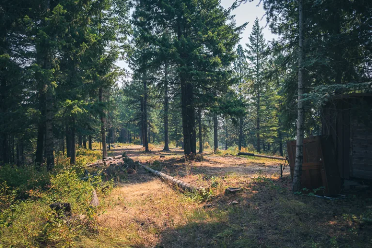 Wooded building area with mature timber on Sunny Slopes Ridge acreage in Worley, Idaho