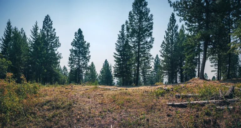 Cleared building area surrounded by mature trees on 10 acres in Worley, Idaho